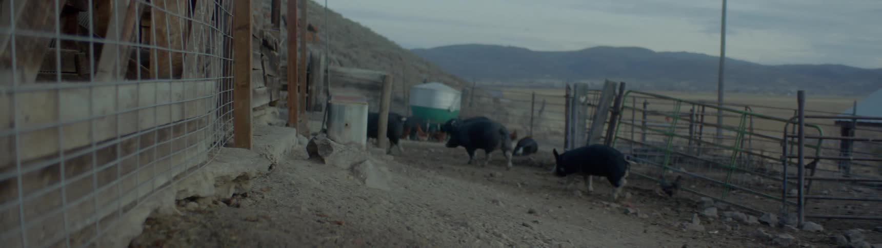 Pigs walk through a barnyard