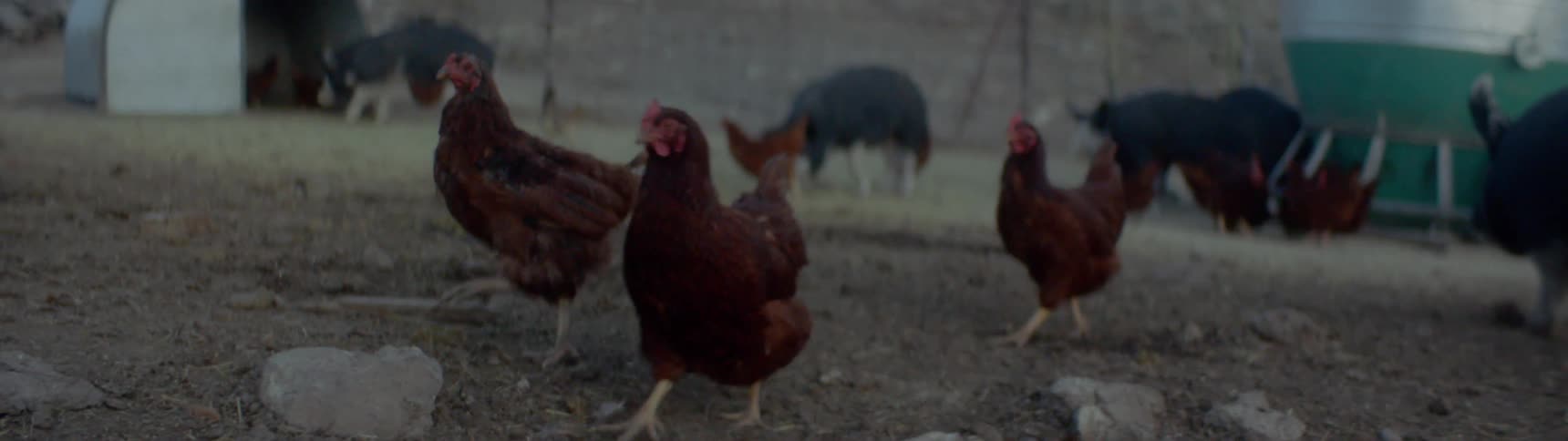 Hogs and chickens move around farm yard with fence in background
