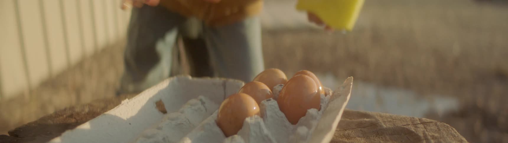 Close up of a hand placing fresh eggs in a carton on a farm