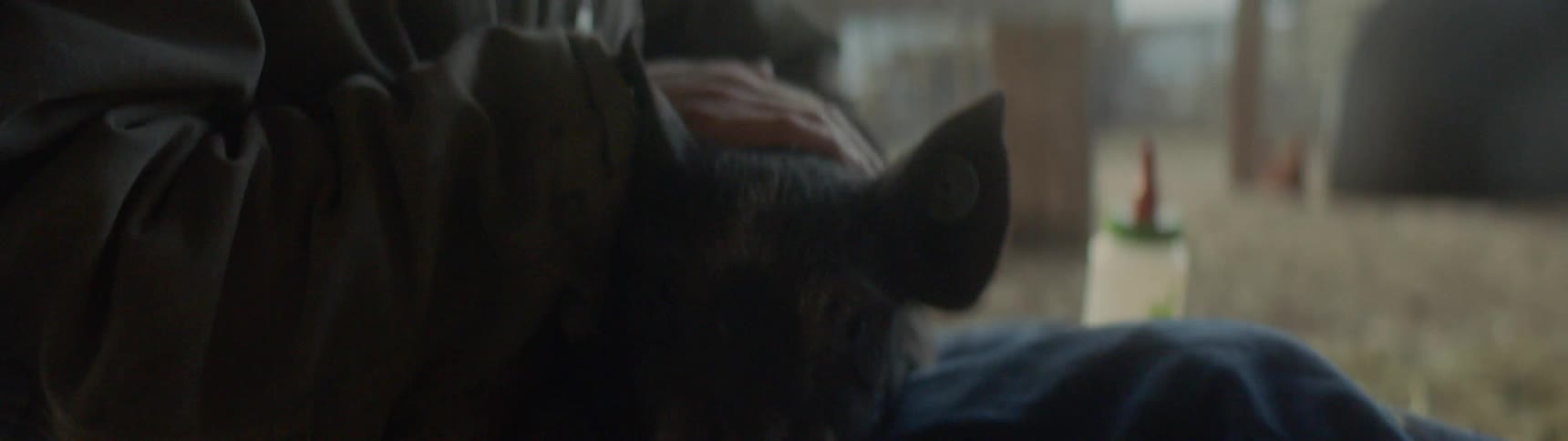 A peson is petting a pig on the farm
