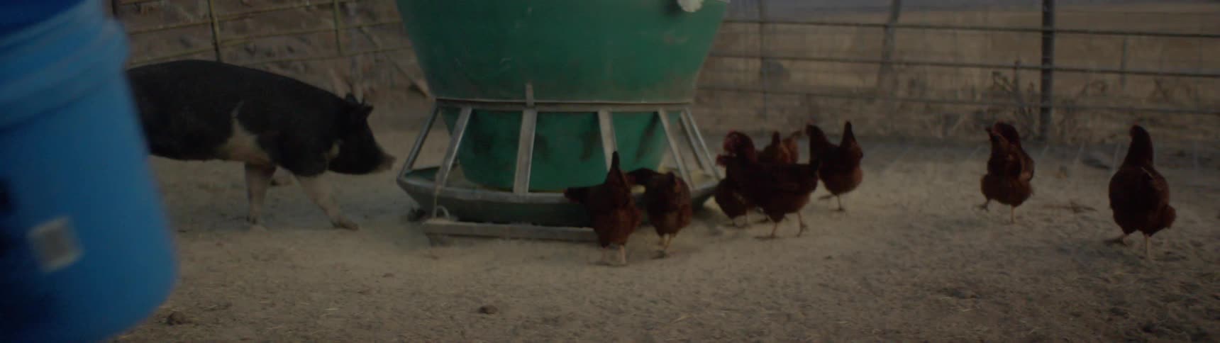 Male walks away with two blue buckets while the pigs and chickens approach the feeder the man just filled and begin to eat