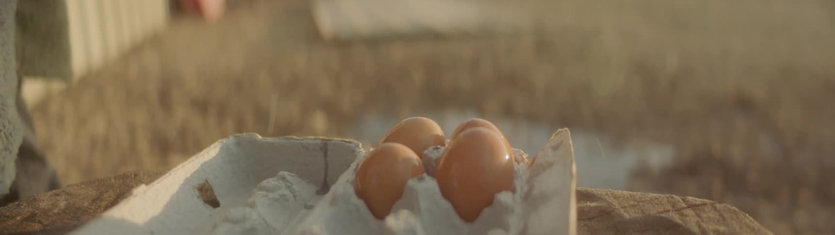 Person places rinsed eggs in egg carton outdoors