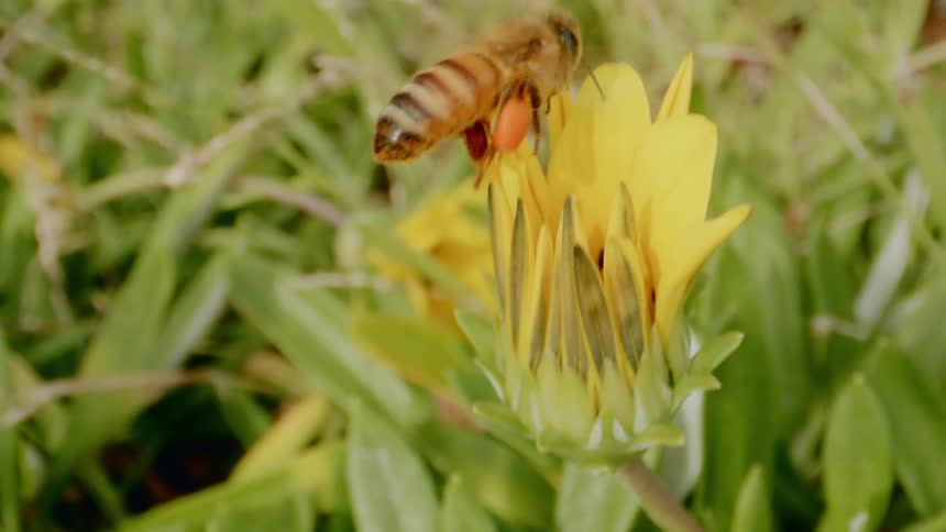 A honey bee carrying pollen under its legs hovers just above a yellow flower before flying away