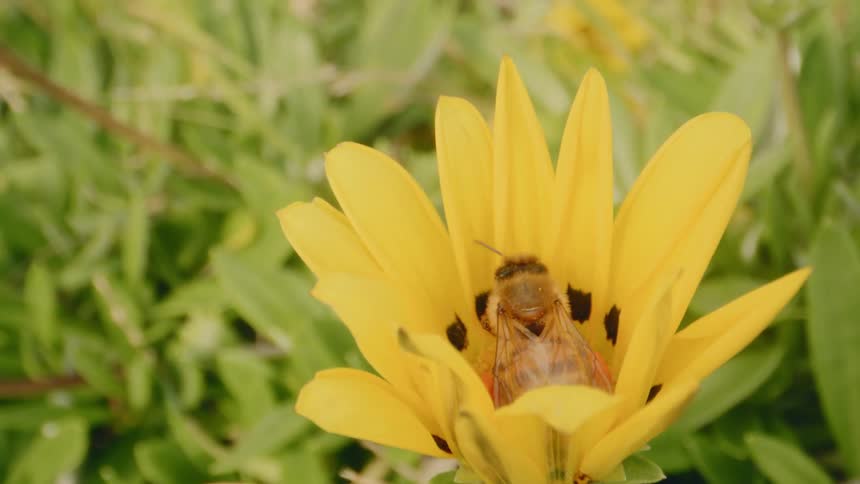 A bee pollinates the flower