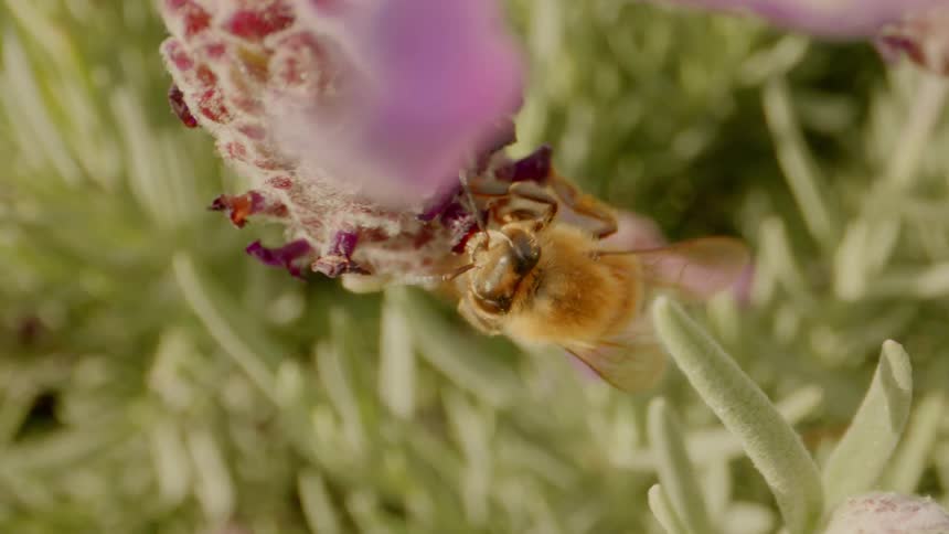A bee crawls on a flower