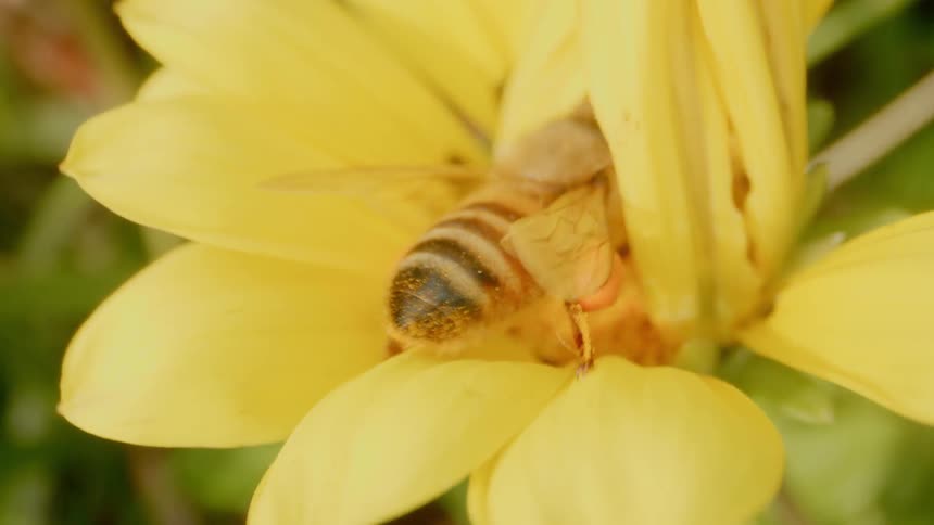 A bee pollinates the flower