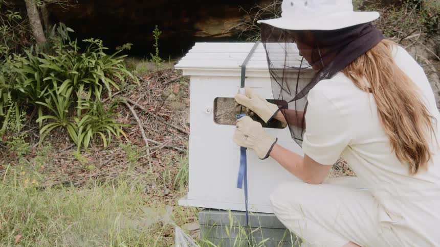 A female beekeeper checks on a beehive outside