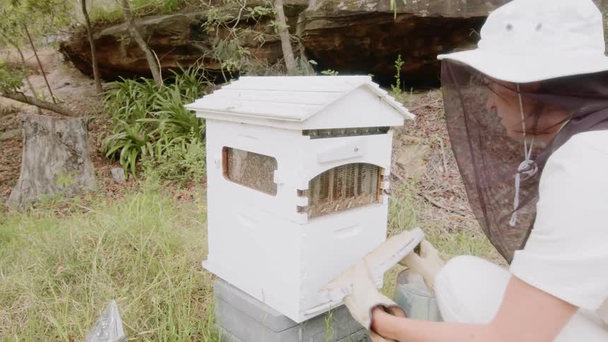A woman with a beekeeper veil opening a beehive