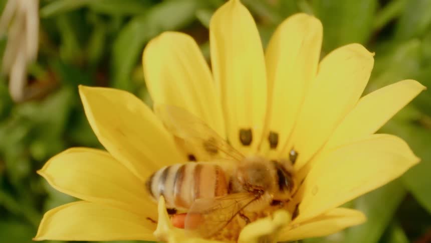 A honey bee pollinates the flower