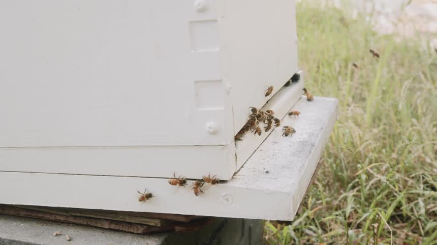 Bumble bees gather at the bottom of a bee house