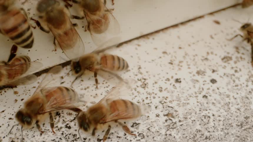 Several bumblebees walk around on a piece of wood