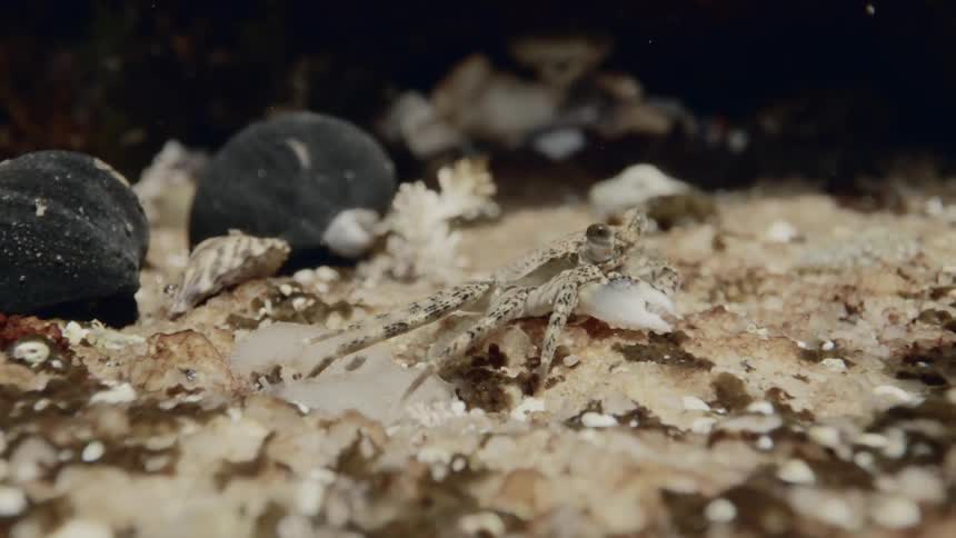A crab walking underwater
