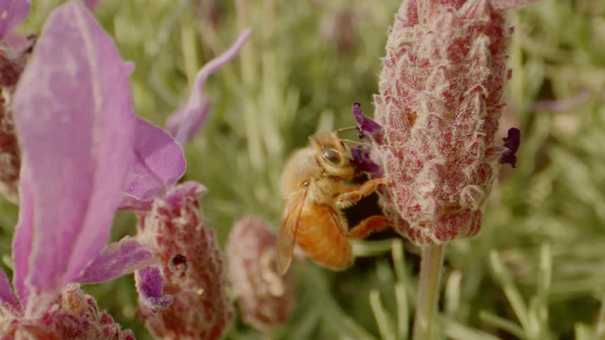 A bee walks on a flower