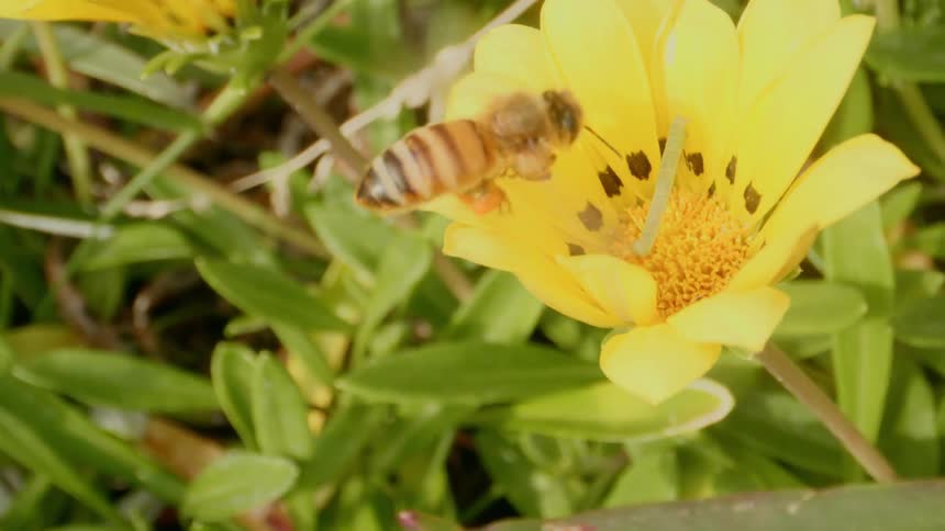 Bee hovers over yellow flower