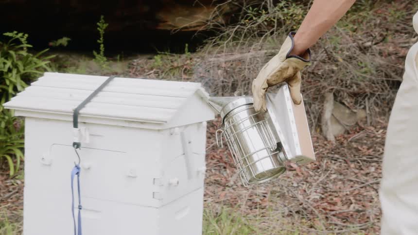 A beekeeper uses a bee smoker on a beehive