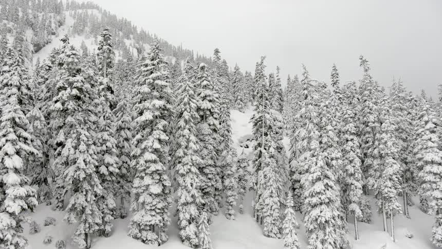 Snow covers trees on a mountain