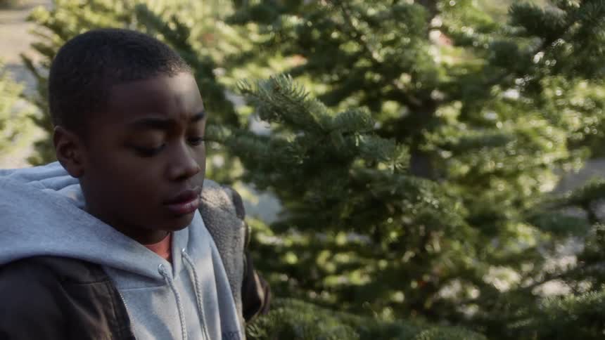A boy chooses a small fir tree