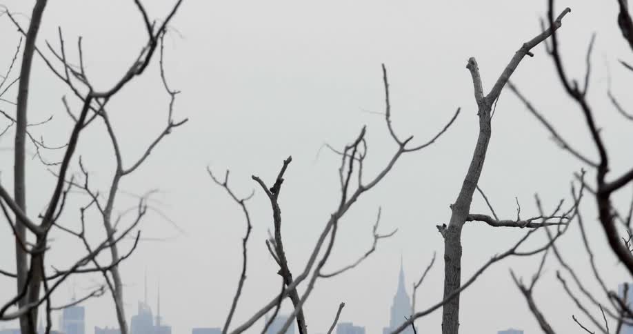 Empty branches of a tree