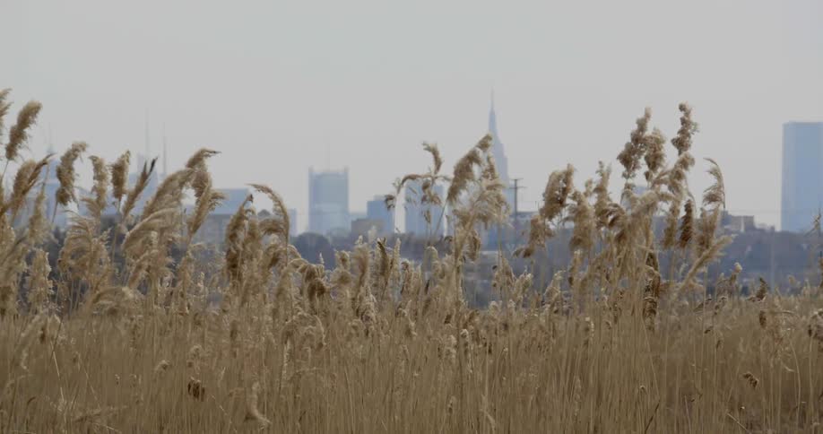Tall grass grows in a field in front of a city skyline