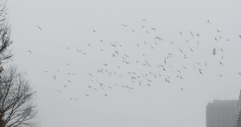 A large flock of birds fly through trees and toward a high rise building