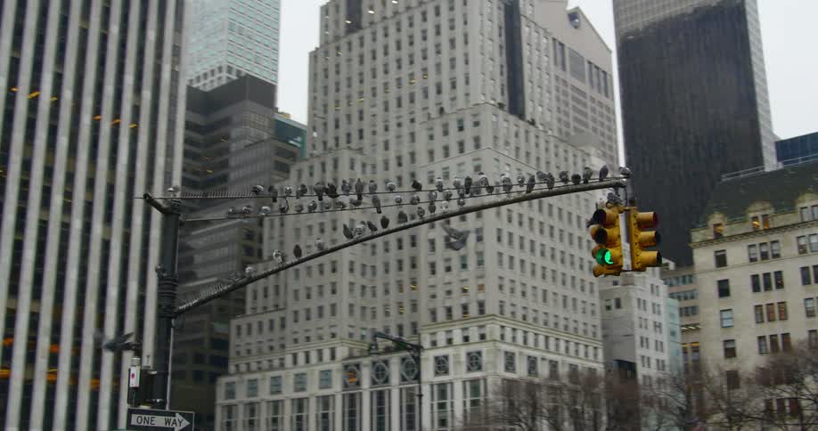 Pigeons perch on traffic light in middle of skyscrapers