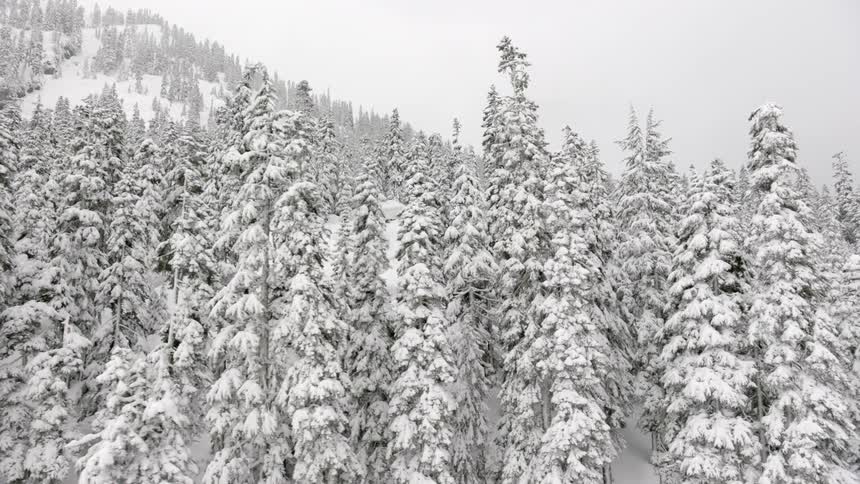 Snow covered trees on a mountain