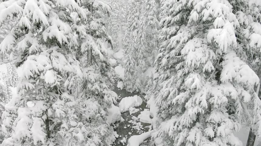 Snow covered trees in a forest
