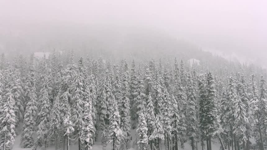 Snow covers pine trees in a forest