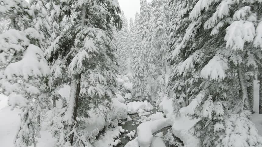 Snow covered trees in a forest