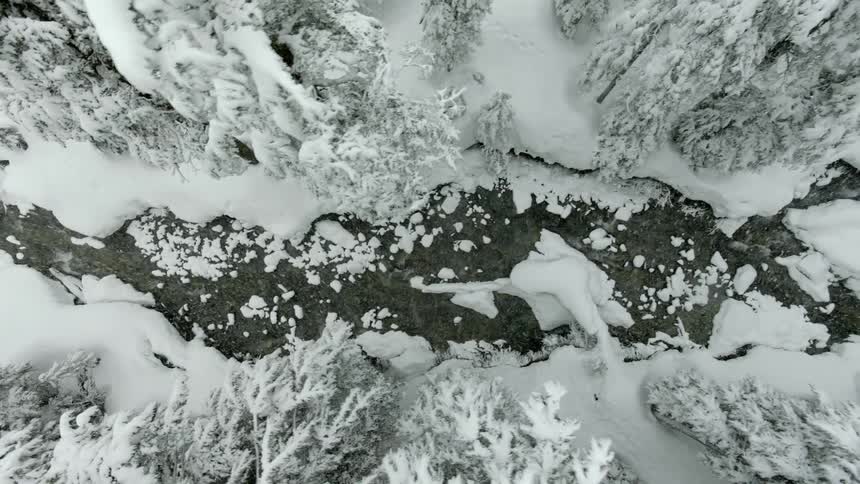 Snow Covered Forest