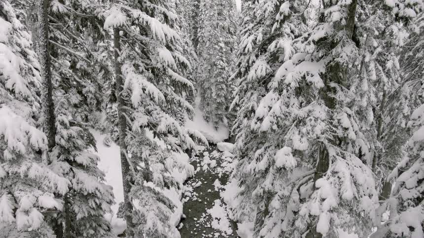 A river cuts through a snow covered forest