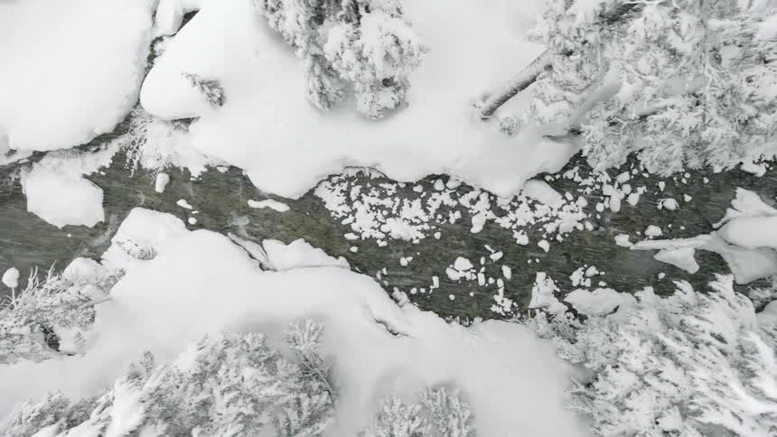 Snow falls on pine trees