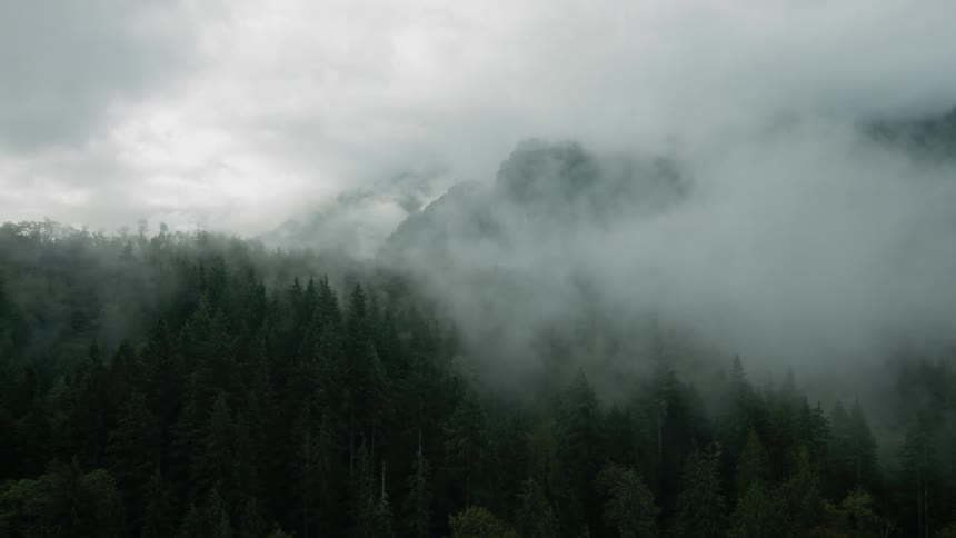 Low clouds and mist hover over mountains and pine trees