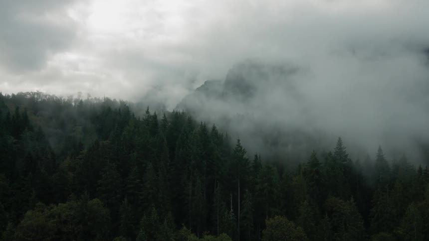 Clouds hover over trees in a forest