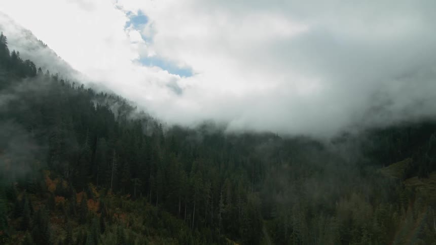 A foggy forest on a cloudy day