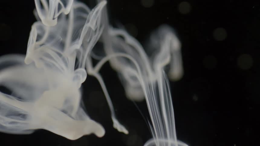 Smoke billows before a black background