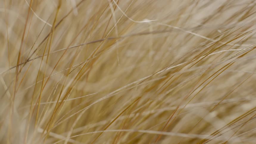 Tall grass in the wind