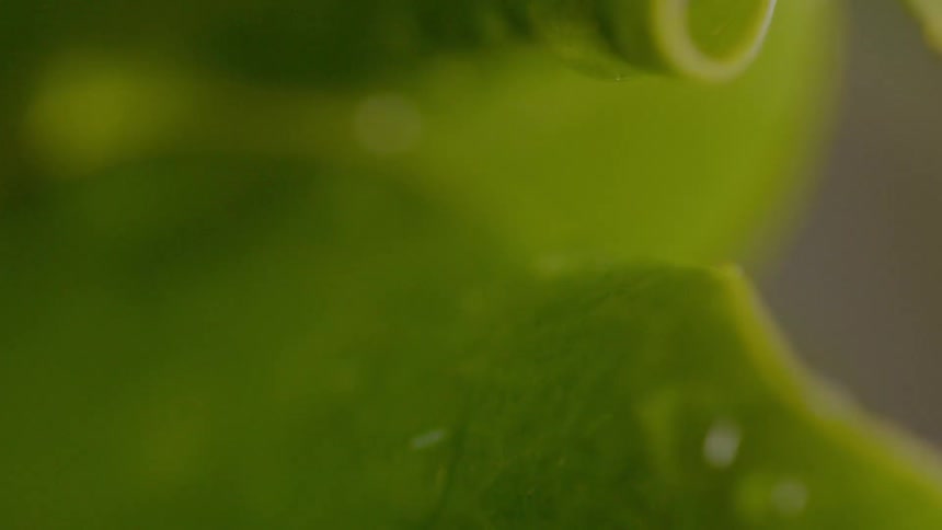 Close up of a droplet of water dripping off a leaf