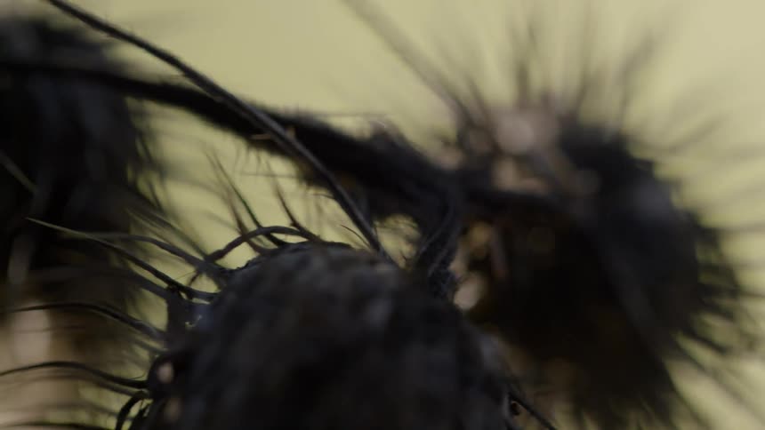 Spiny prickly buds on a branch