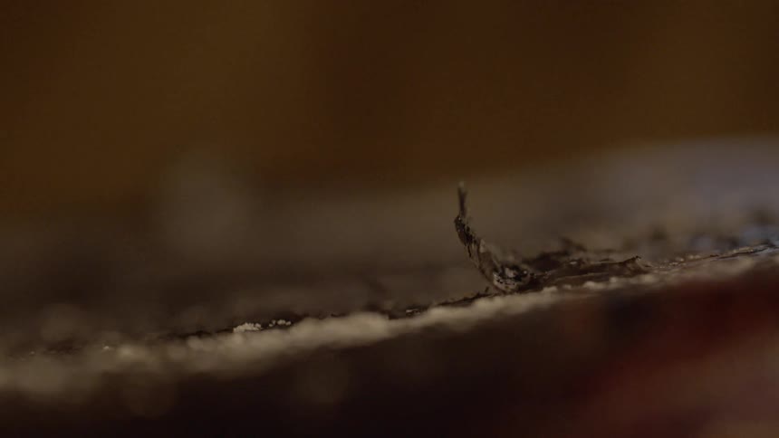A flaking and peeling piece of a surface gently waves as it is blown by a subtle breeze