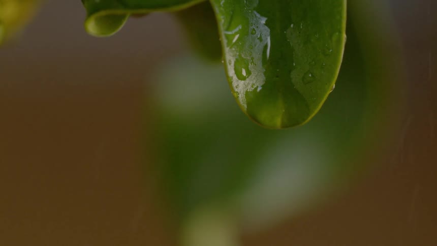 A water droplet falls off a leaf