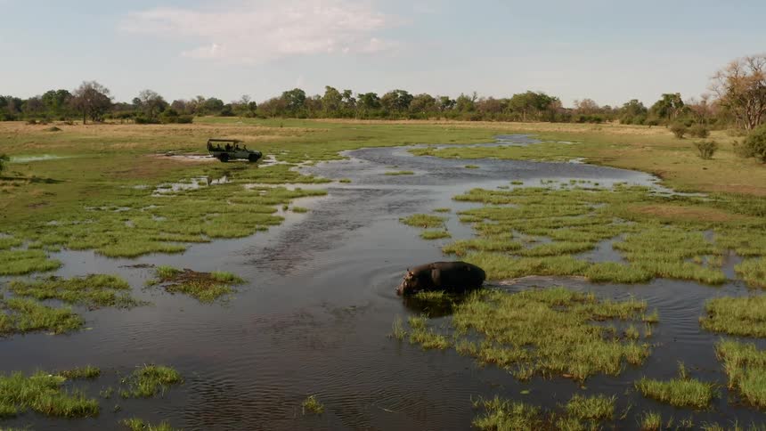 A hippo walks through water