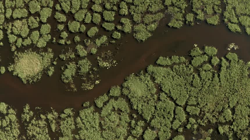 A channel of brown water weaves its way through patchy swamp marshes