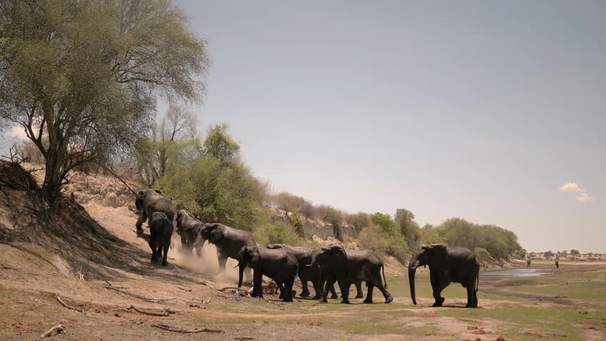 Many elephants climb the hill