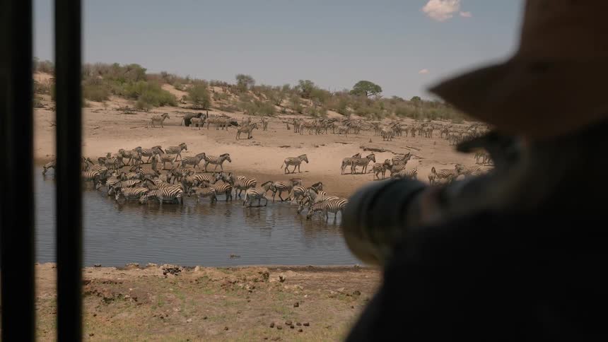Tourist on safari photographing herd of zebras in savannah grasslands