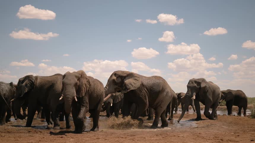 Elephant herd plays in the muddy water