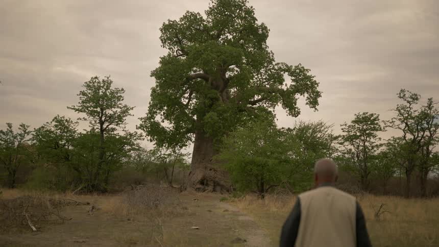 Man walking on dirt path in a field towards a large tree