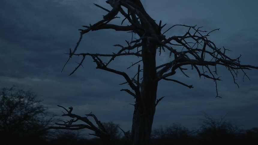 A dead tree silhouettes a cloudy sky