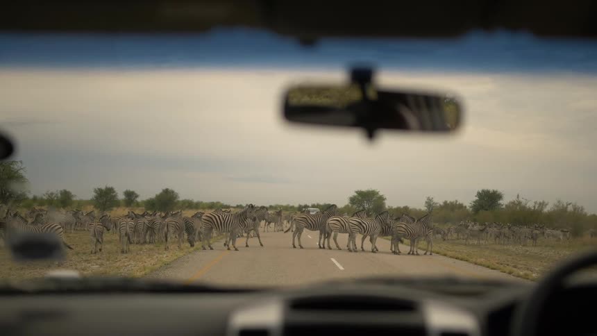 Zebras cross the road in front of a car