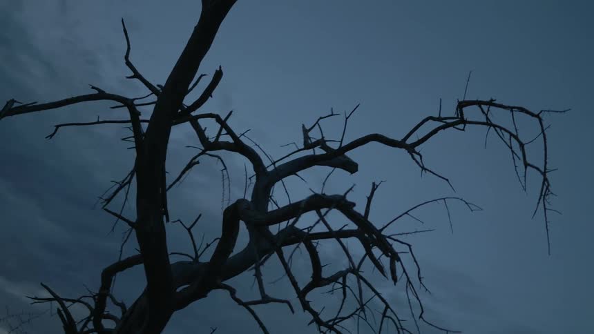 A tree bare of leaves in the evening